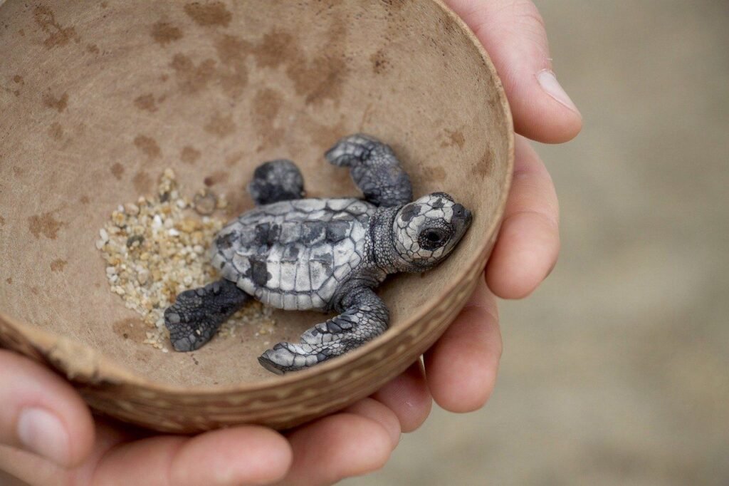 rescatando-tortuga-marina-en-Costa-Rica