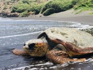protección de tortugas marinas en Cabo Verde
