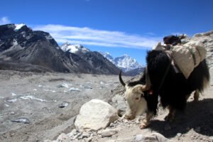 voluntariado en nepal