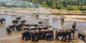 voluntariado con elefantes en tailandia
