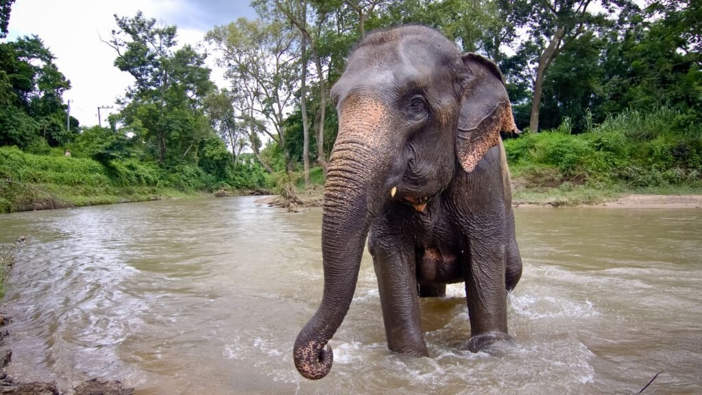 elefante en tailandia