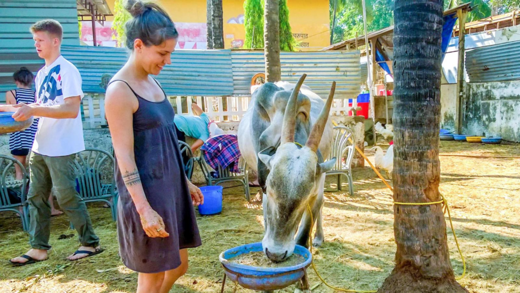 voluntariados con animales 