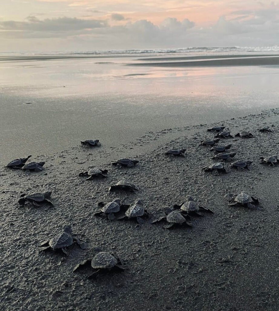 voluntariado tortugas costa rica