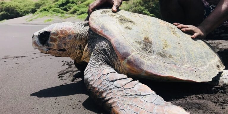 cabo verde voluntariado