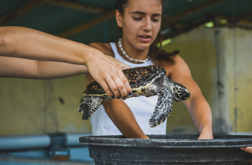 programa de voluntariado