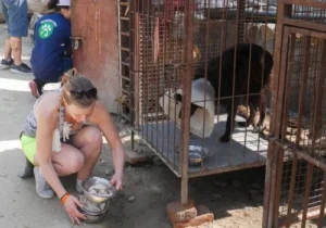 voluntariado con animales