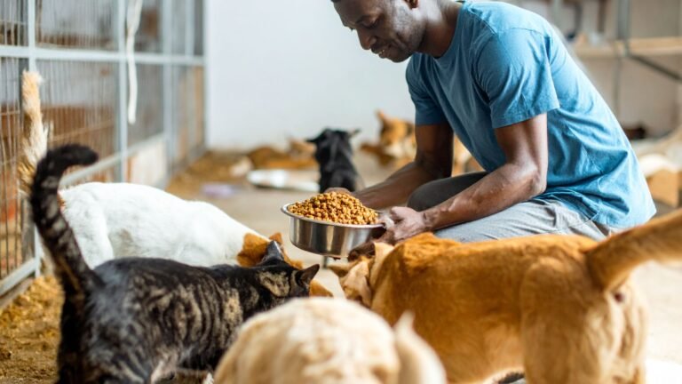 voluntariados con animales