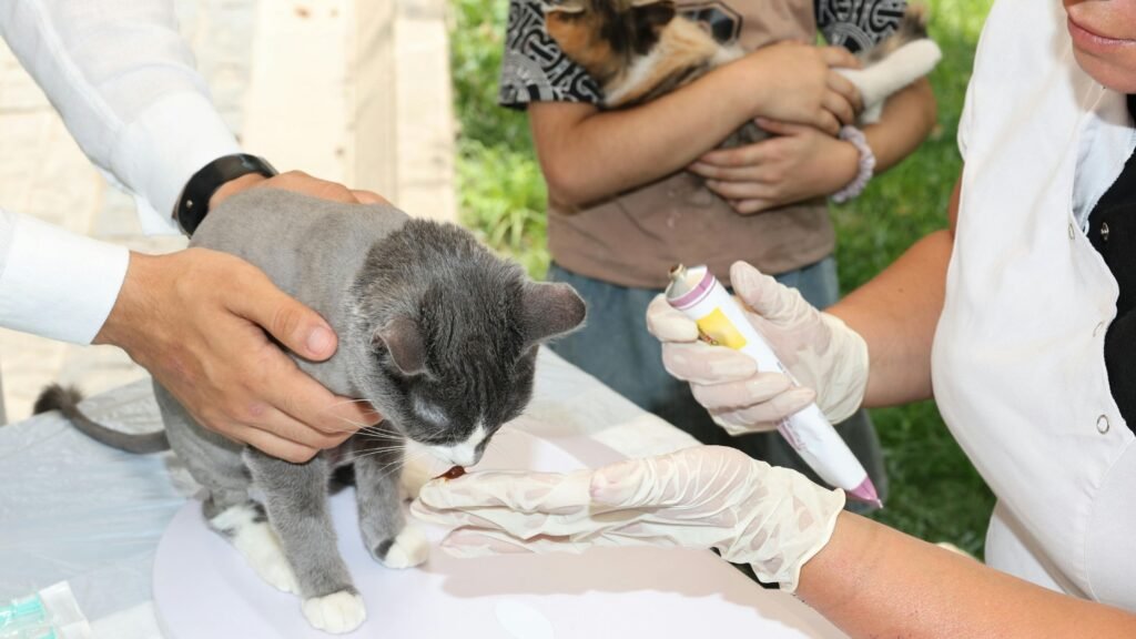 voluntariado animales