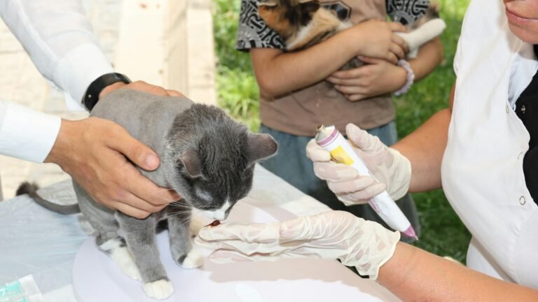 voluntariado animales