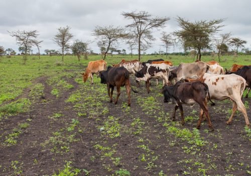 01Maasai-grazing-their-cattle-3-scaled