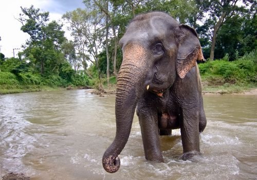 elefante en tailandia