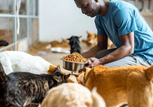 voluntariados con animales
