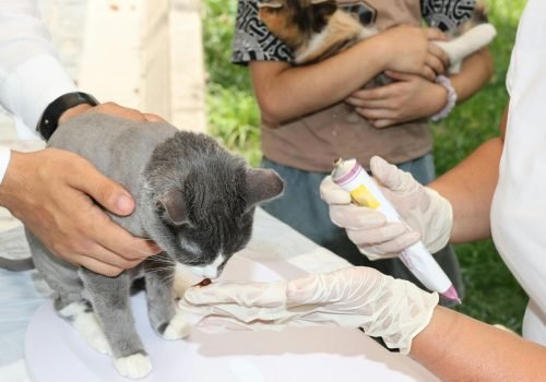 voluntariado animales