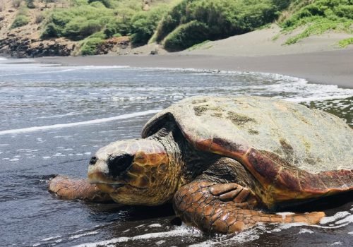 protección de tortugas marinas en Cabo Verde