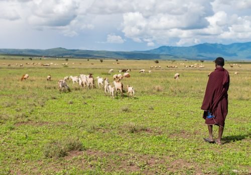 Maasai-grazing-their-cattle-6-scaled